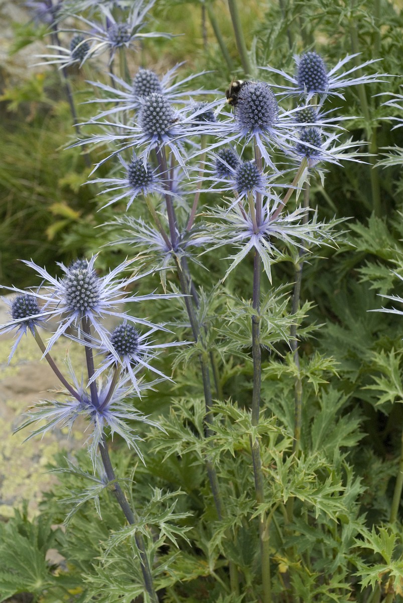 Eryngium bourgatii